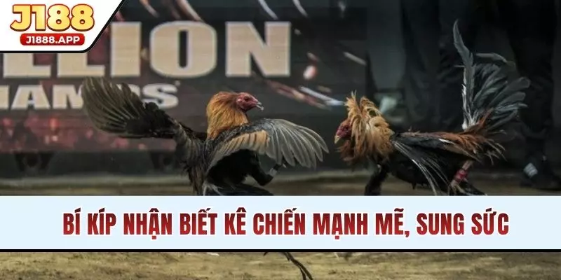 Bí kíp nhận biết kê chiến mạnh mẽ, sung sức