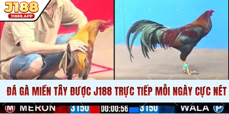 Đá Gà Miền Tây Cực Chuyên Nghiệp Và Hấp Dẫn Trên J188