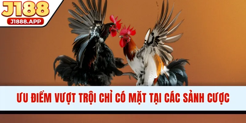 Ưu điểm vượt trội chỉ có mặt tại các sảnh cược